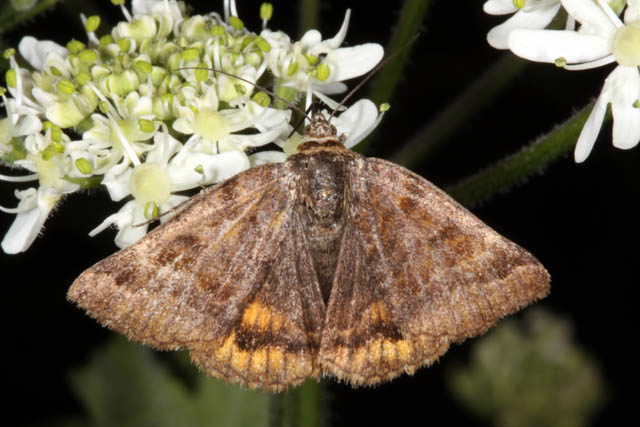 Euclidia glyphica - Copyright Denis Bourgeois
